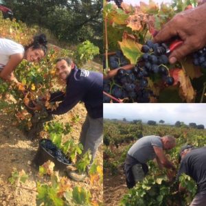 vendanges lauriga aspres roussillon