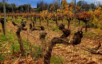 Vineyard pruning