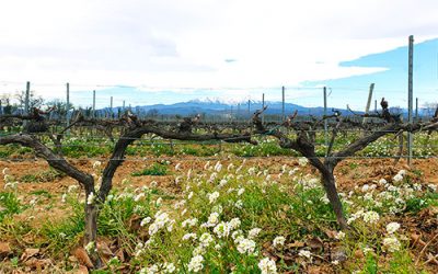 L’enherbement, technique naturelle et alliée du vigneron.